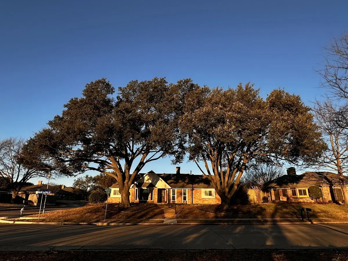 Established residential canopy tree shading a home in Deford